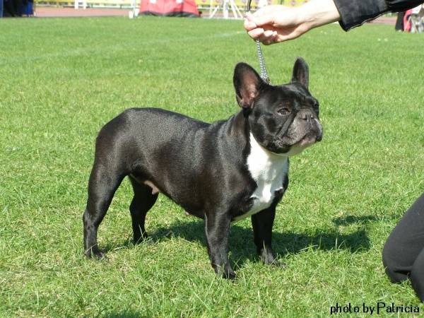 BONNIE BULLY ROYAL CLUB | French Bulldog 