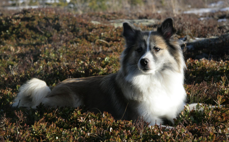 Stefsstells Pía Bella | Icelandic Sheepdog 