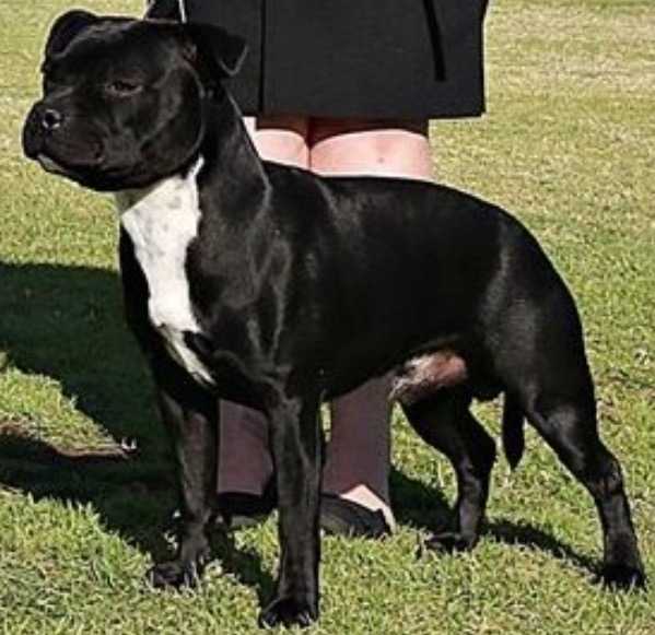 Joden Sole Ruler | Staffordshire Bull Terrier 