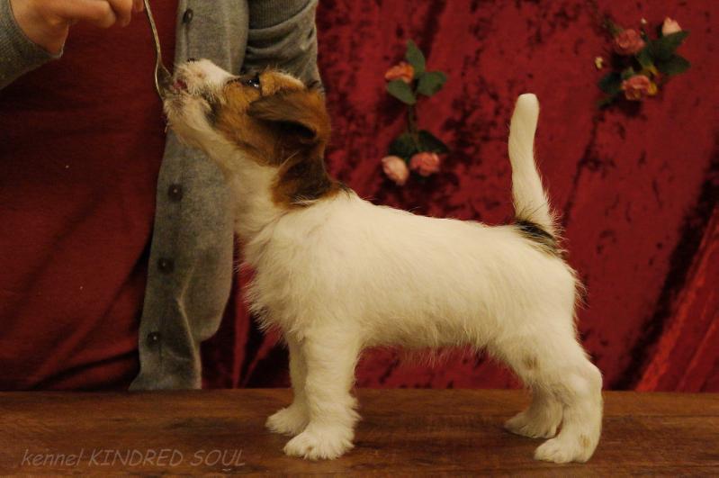 Kindred Soul Two Hearts Beat As One | Jack Russell Terrier 