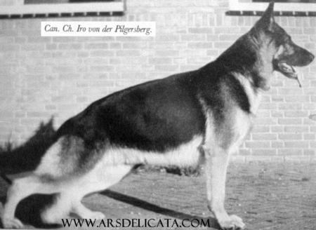 Iro vom Pilgersberg | German Shepherd Dog 