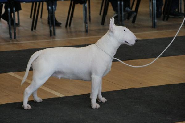 Terjo's Here I am at Megaville | Bull Terrier 