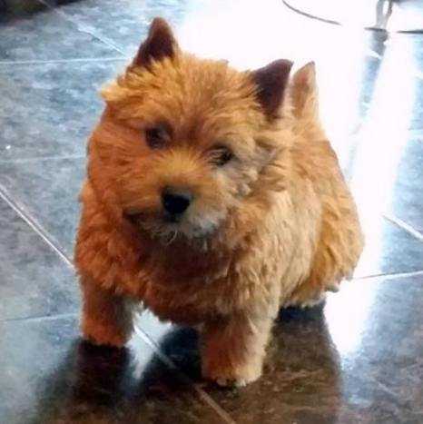 KRISTOL'S HOUSE IZYUMINKA | Norwich Terrier 