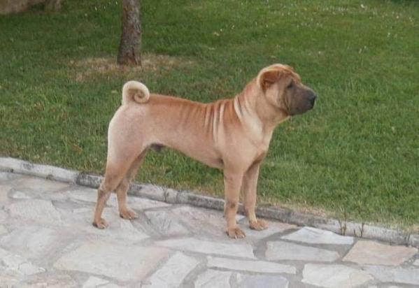 Hoby | Shar-Pei 