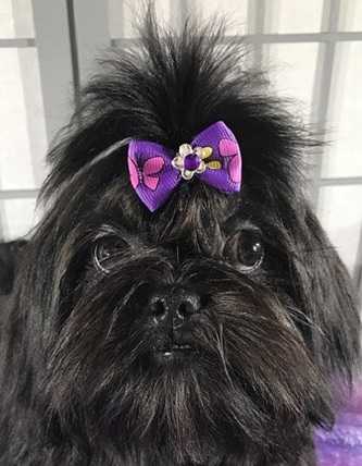 Wilder's Black Magic | Shih Tzu 