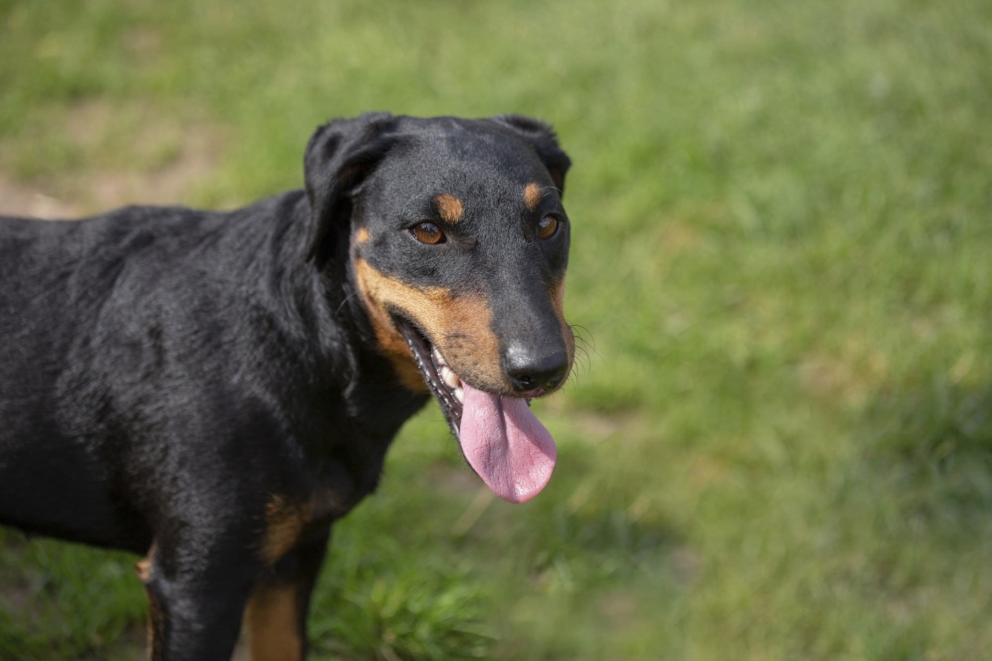Jagdterrier