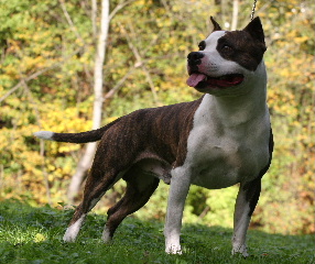 Taïrick des Cynolégionnaires | American Staffordshire Terrier 