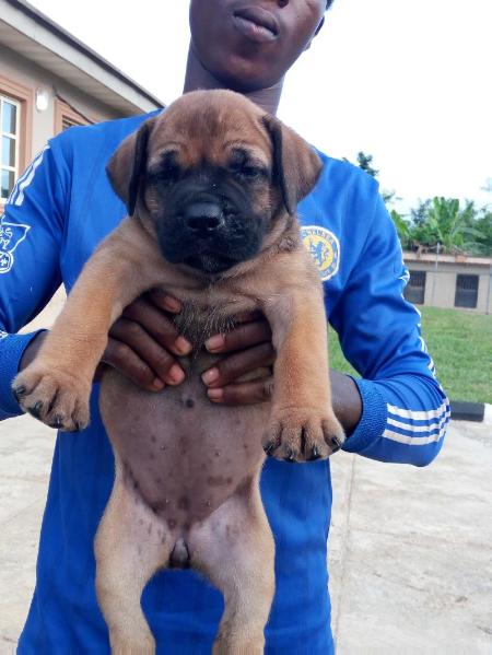 Diamond Haus Of Reagan | African Boerboel 