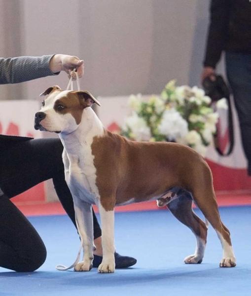 Sideral Staffs Truncate | American Staffordshire Terrier 