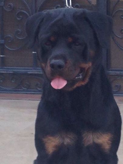 Dona hadhood house | Rottweiler 