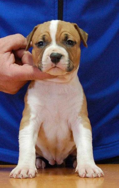 Minnesota Star Red Witch Queen | American Staffordshire Terrier 