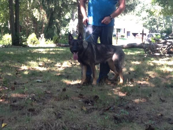 Bria Anaxis | German Shepherd Dog 