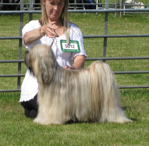 KASHI TOUCH OF LARCENY | Tibetan Terrier 