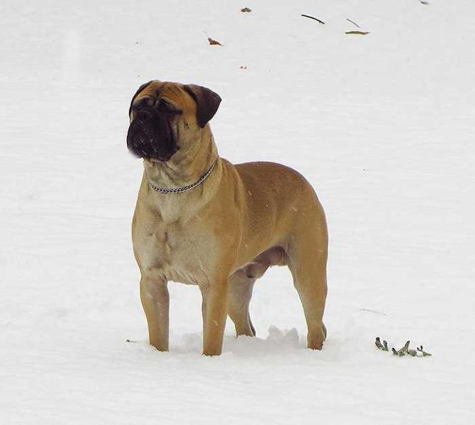 Crimson King Lunar Eclipse | Bullmastiff 