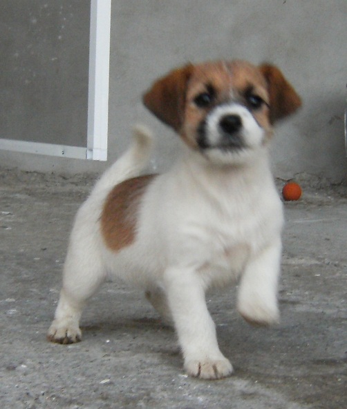 Fanguard Bela | Jack Russell Terrier 