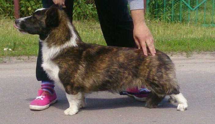 Cardifinity  Alice From Wonderland | Cardigan Welsh Corgi 