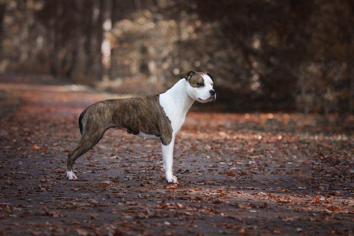 Be My Valentine From Nature's Finest | American Staffordshire Terrier 