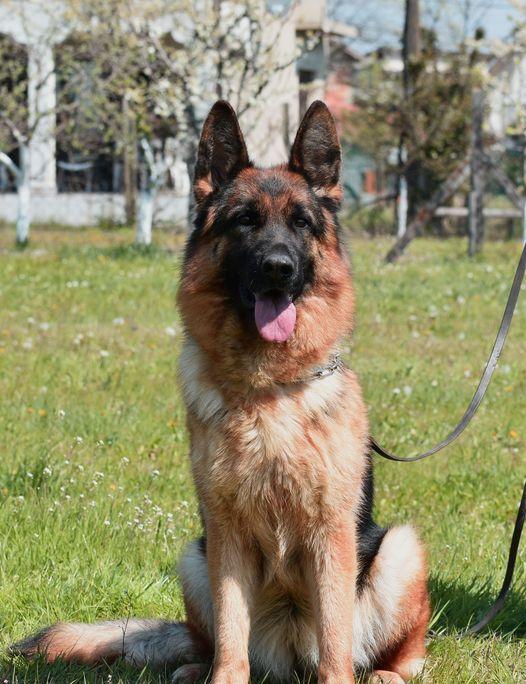 Dankia de la Madonina | German Shepherd Dog 