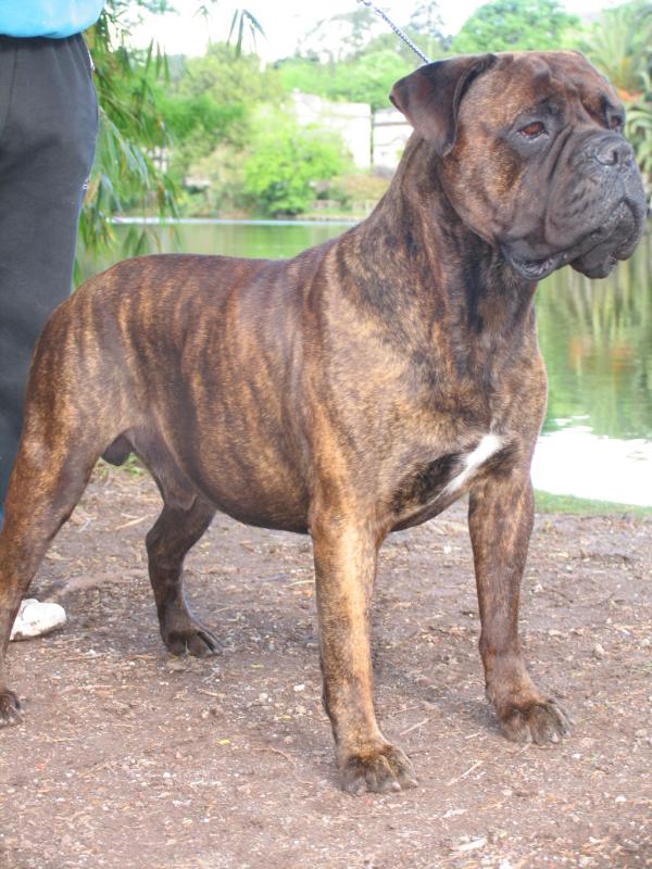 Anibal de Hercules de Mir | Bullmastiff 