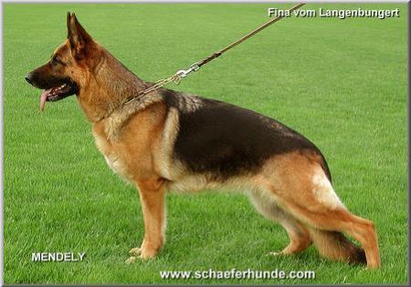 Fina vom Langenbungert | German Shepherd Dog 