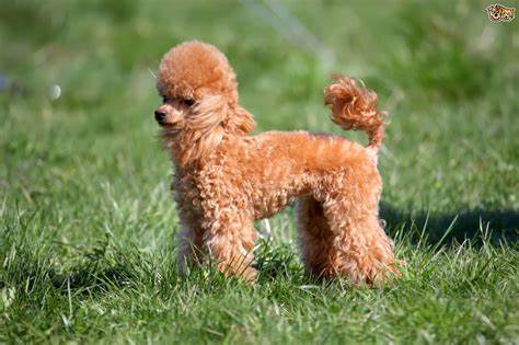 Poodle (Toy)
