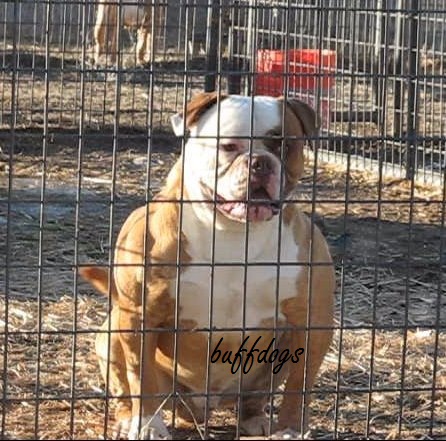 Buffdogs Rocko | Olde English Bulldogge 