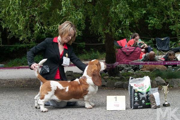 Budweiser Bohemia Horrido | Basset Hound 