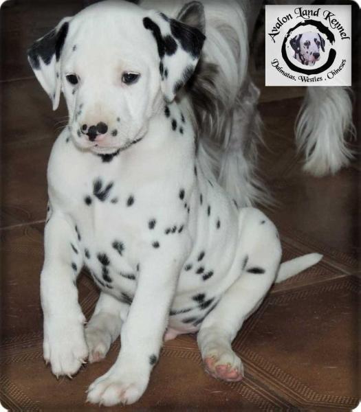 Rafi of Avalon Land | Dalmatian 
