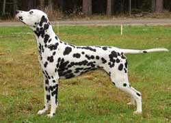 Alphadirato Future Brand | Dalmatian 