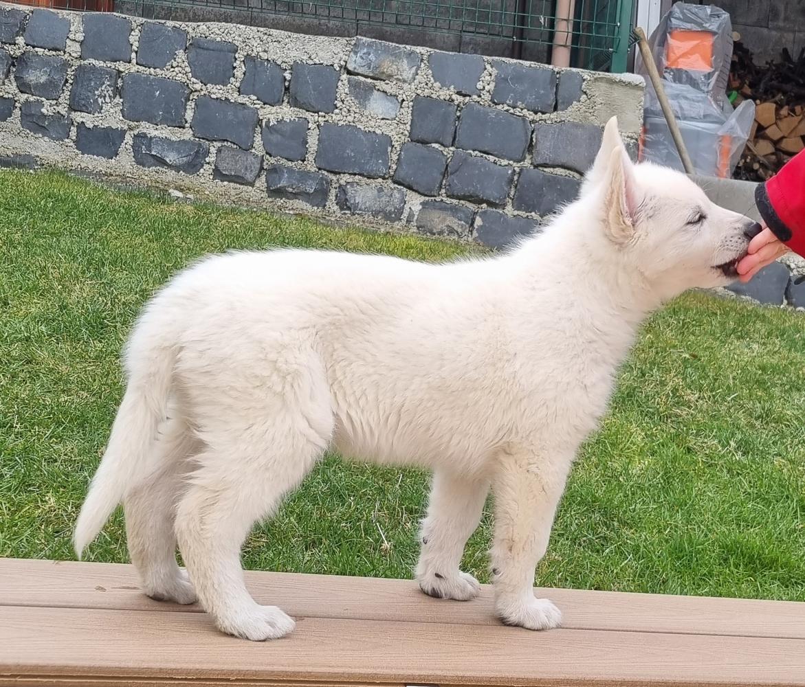 Morty Artay Of Highland | White Swiss Shepherd Dog 
