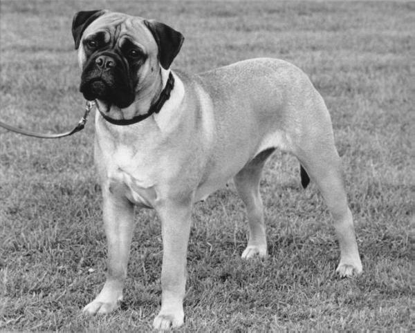 BUNSORO RED MOLLY | Bullmastiff 