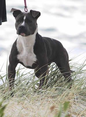 DDDawgs Savanna (AI) | American Staffordshire Terrier 