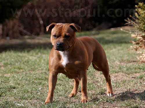 Filomenne NoYap Magicpower's | Staffordshire Bull Terrier 