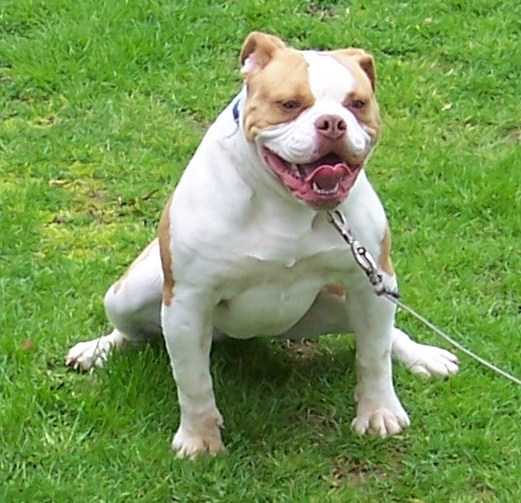 BuffaloCreek's Slammin Sally | Olde English Bulldogge 