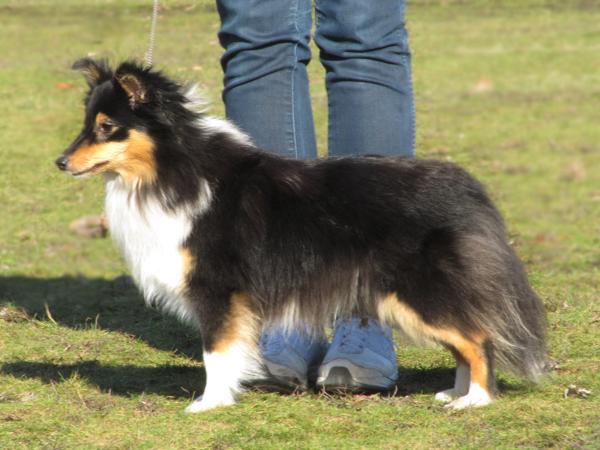 Rubin Rose Miss Merrie Melody | Shetland Sheepdog 