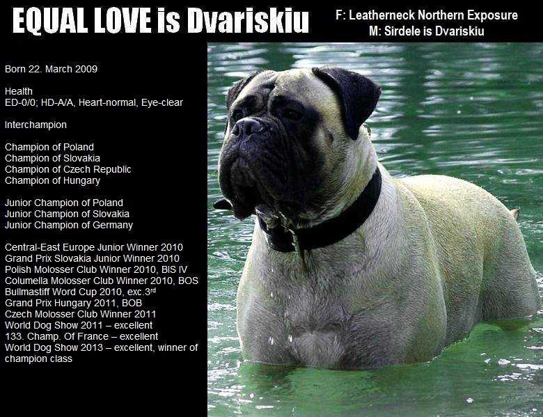 EQUAL LOVE IS DVARISKIU | Bullmastiff 