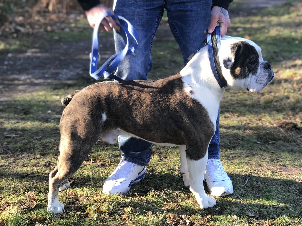 Dirty Reds Trouble Maker | Olde English Bulldogge 