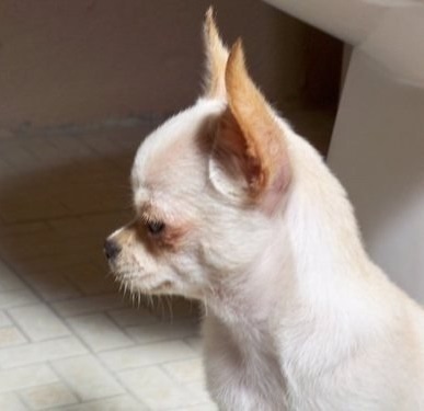 MONDINO (GUILLEN) MEX.FCI. | Chihuahua 