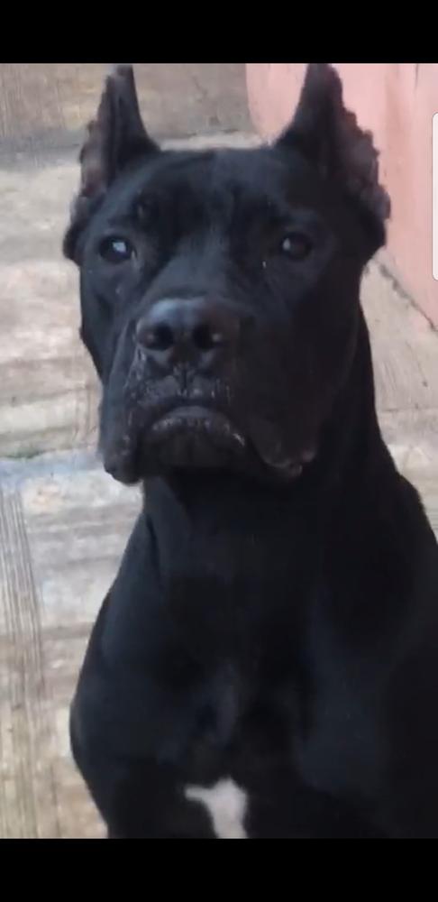 Eden's malcom | Cane Corso 