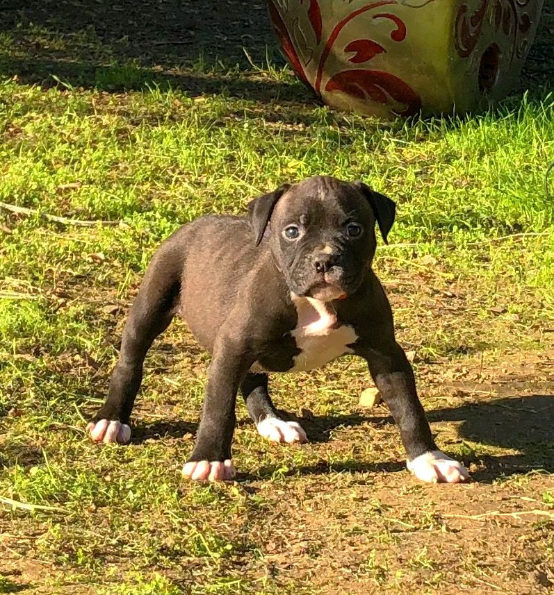 PINTOS BULLYS BELLADONNA | American Bulldog 