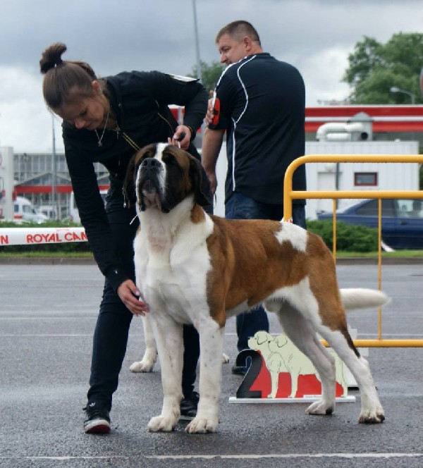 Harry Potter Villnoja | Saint Bernard 