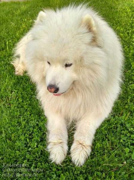 Embard S Millionnogo Mosta | Samoyed 