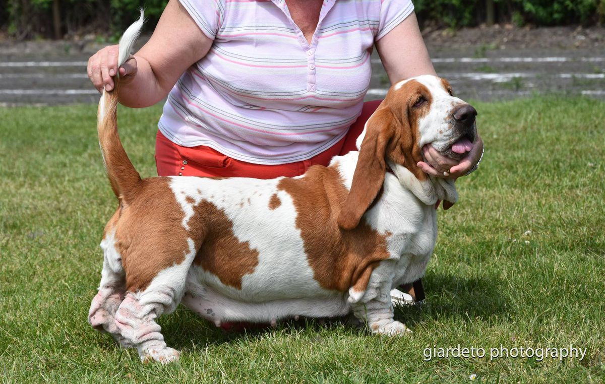 LUCY Klan Piegowatych | Basset Hound 