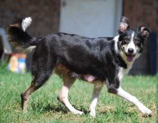 Lock-Eye Moxie | Border Collie 