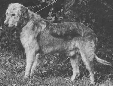 Sanctuary Rory of Kihone | Irish Wolfhound 