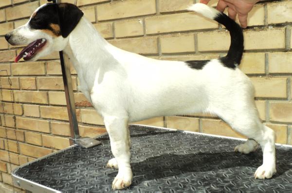 ROYAL CLEOPATRA | Jack Russell Terrier 