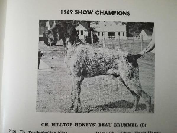 HILLTOP HONEY'S BEAU BRUMMEL   (D) | German Wirehaired Pointer 