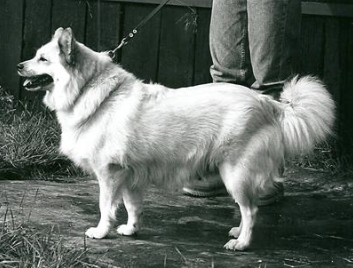 Candi vom Hartenberg | Icelandic Sheepdog 