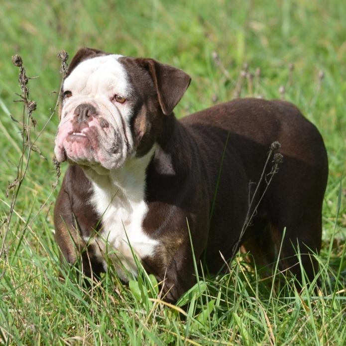 BELRY'S Mademoiselle | Olde English Bulldogge 