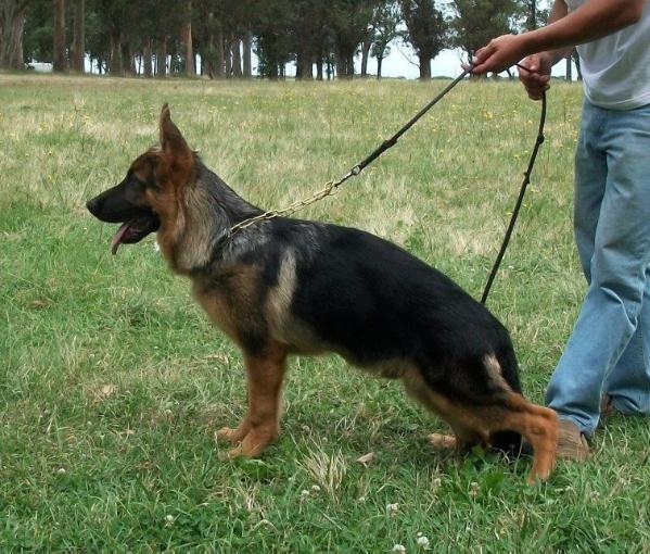Arko Überschall | German Shepherd Dog 
